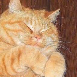 1fatcat1 avatar