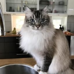 katze789 avatar