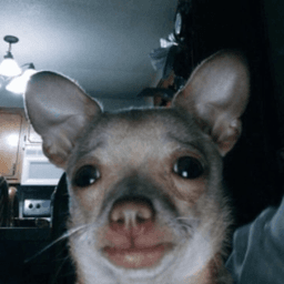 xasma_ avatar