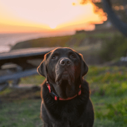 TimberCove avatar