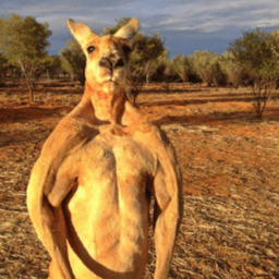 Skippy44TV avatar