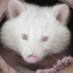 ChloeRaccoon avatar