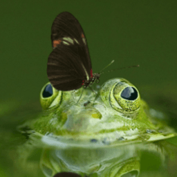 FosteredFrog avatar