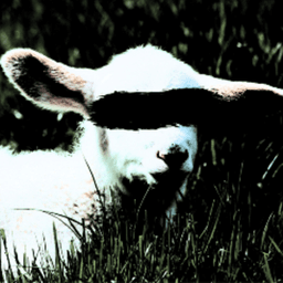 lambtheprophet avatar