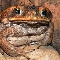 jaba_toad1 avatar