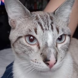 SirChampi00 avatar