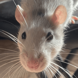 ratrocity7 avatar