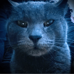 blackfox_8 avatar