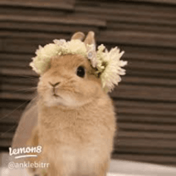 cutemfbun avatar