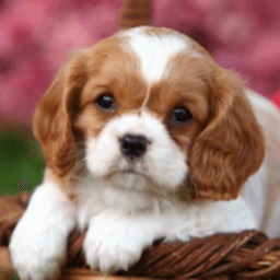 puppies_24h avatar