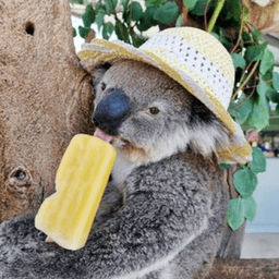 KoalaEsbelto avatar