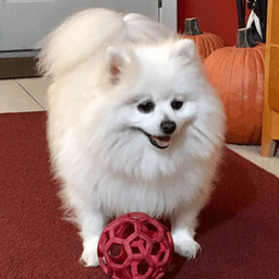 Chenzho avatar