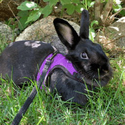 AugustBuns avatar
