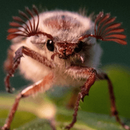 Mr_bug____ avatar