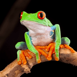 Frog_XII avatar
