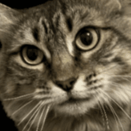 fatcattubbybottom avatar