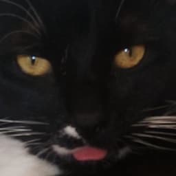 C3K0U avatar