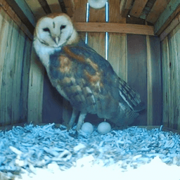 WineCountryOwls avatar