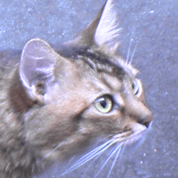 watarux avatar