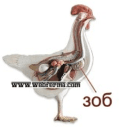 ZOBkurinny avatar