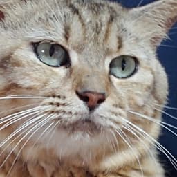 猫まんまさん avatar