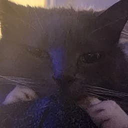 ferretlovr avatar