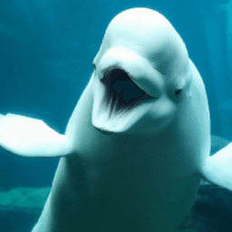whaleymcstevens avatar