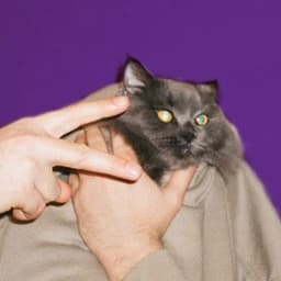 Lestvit avatar