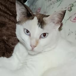 twikiwik avatar