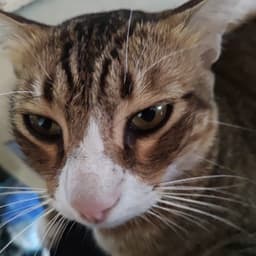 shuatome avatar