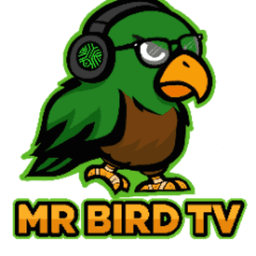 MrBird_TV avatar