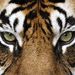 TigreKDM avatar