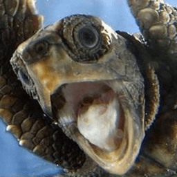 HiitsTurtle325 avatar
