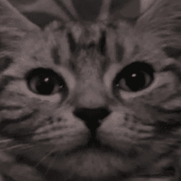 shimotan_ avatar