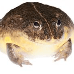 asingularfrog avatar