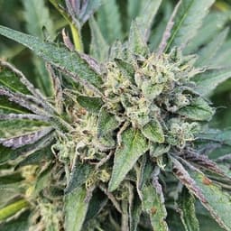 j420_1 avatar