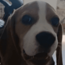 lokki_off avatar