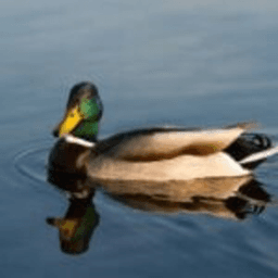 eoquack avatar