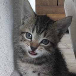 teascourgekot avatar