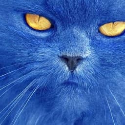 tbluecat avatar