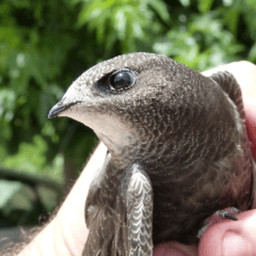 nestplatz avatar