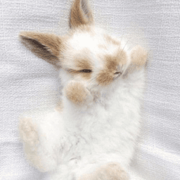 chronicbunny420 avatar