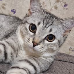 gaymaxing_kitty avatar