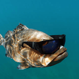 MofishR avatar