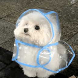 我不是文柏 avatar