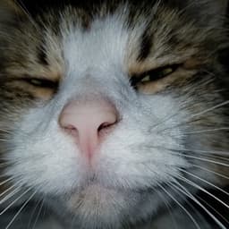 Millervers avatar