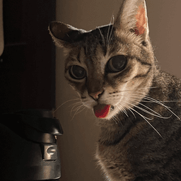 寝ている猫 avatar