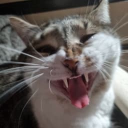 mistaboochie avatar