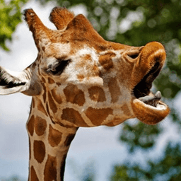 Introvert_Giraffe avatar