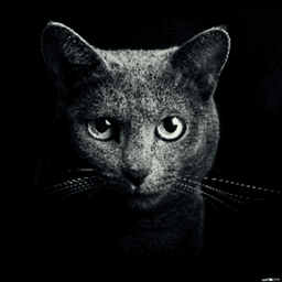 kotpavlova avatar